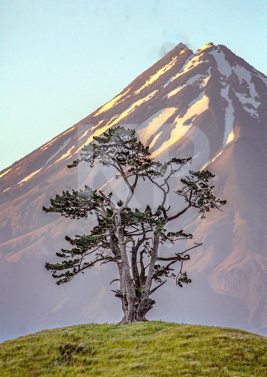 Mt Taranaki at Sunrise with Lone Tree